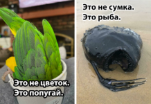 25 фотографій, що стали вірусними в мережі, які обманюють мозок