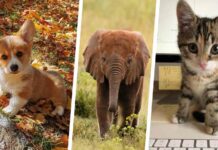 40 малюків тварин, які викликають прилив щастя (як вірний засіб від зневіри)
