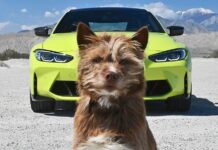 Car and Driver Розкривають Справжніх Авторів: Наші Вихованці Займають Місця Під Підписами