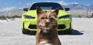 Car and Driver Reveals the True Authors: Our Pets Take Over the Bylines